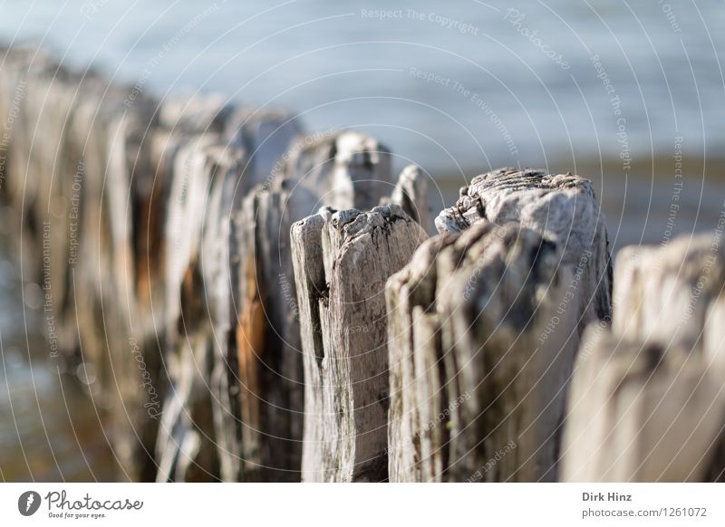 Buhne am Laboeer Strand II Wissenschaften Umwelt Natur Landschaft Wasser Wellen Küste Nordsee Ostsee Meer Holz alt fest historisch maritim blau braun planen