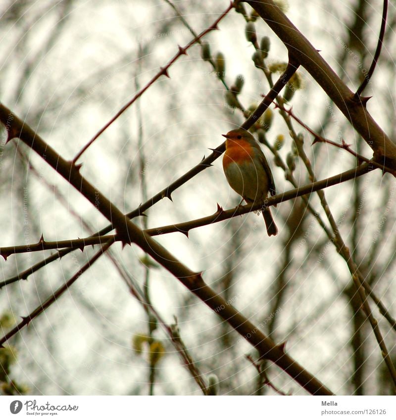 Rotkehlchenwinter (fast Frühling) Umwelt Natur Pflanze Tier Baum Sträucher Ast Zweige u. Äste Vogel 1 hocken sitzen frei klein natürlich niedlich grau Freiheit