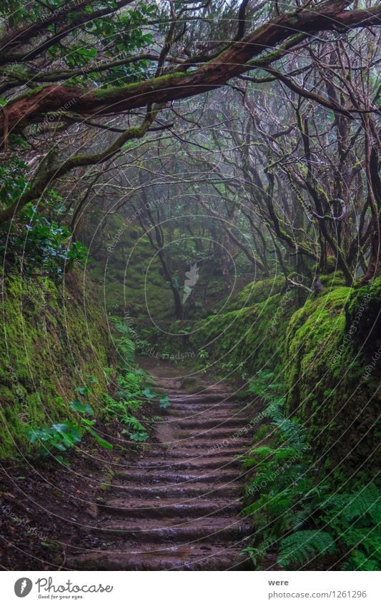 Im Lorbeerwald Ferien & Urlaub & Reisen Natur Pflanze Nebel Blatt Wald Urwald dunkel Umweltschutz Biotop Calima Espagna Ferienwohnung Geografie Hotel