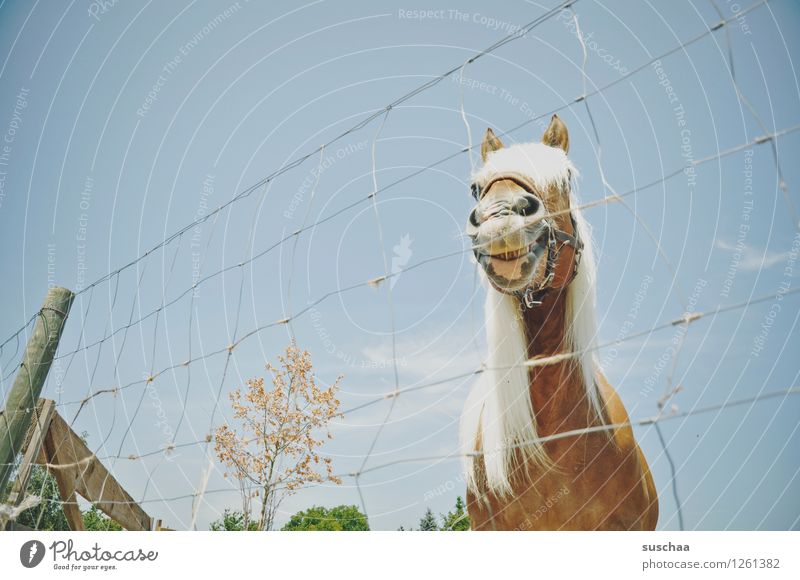 *grins* Pferd Ponys Zaun Maschendrahtzaun Mähne grinsen Reiten Gehege Weide Außenaufnahme ponyhof Reiterhof Landwirtschaft