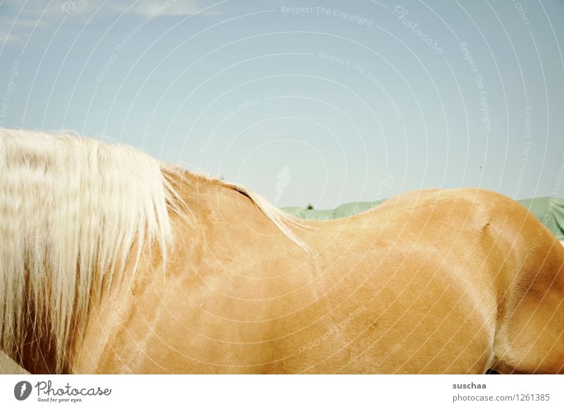 pferderücken Himmel Pferd Außenaufnahme Sommer Reiten ponyhof Bauernhof Ponys Pferderücken Mähne