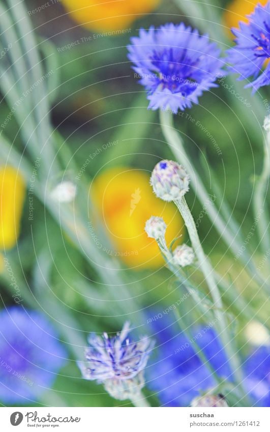 oh ein blümchenfoto natur draussen garten gärtnern blumen sommer kornblumen gras blüten