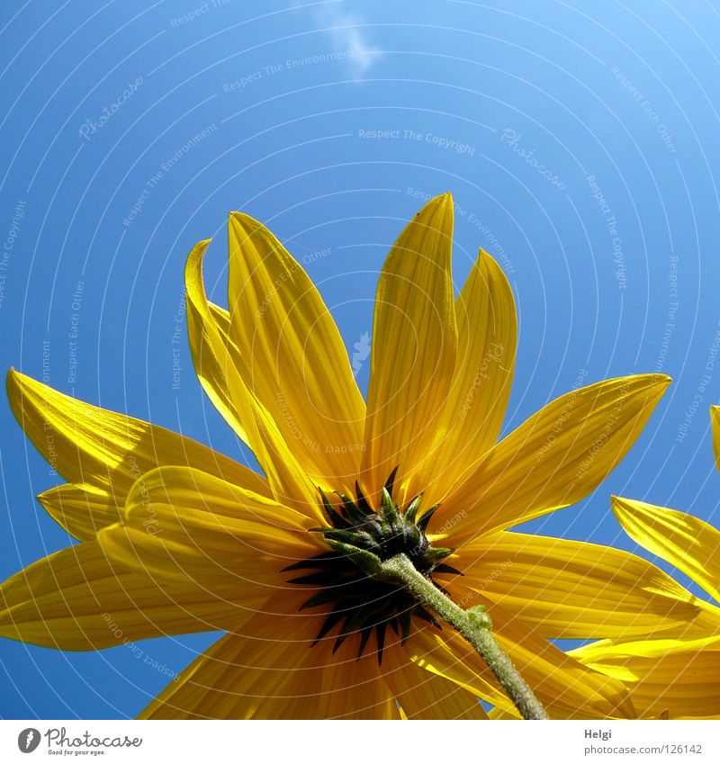 gelbe Blüte aus der Froschperspektive vor blauem Himmel Blume Sonnenblume Blütenblatt Stengel Seite nebeneinander emporragend grün braun lang dünn Sommer Juli