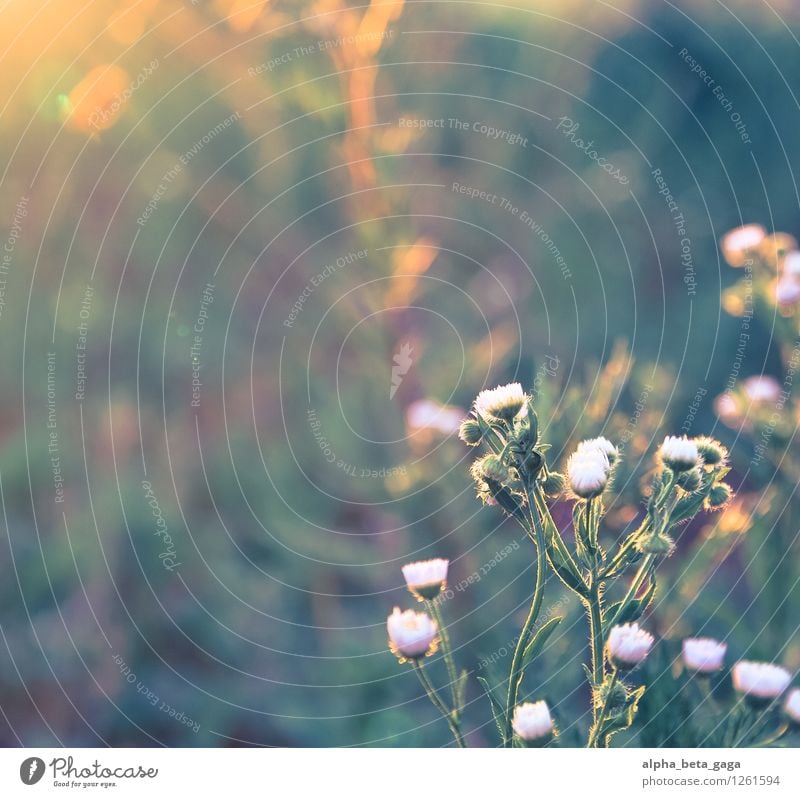 . Pflanze Sonnenaufgang Sonnenuntergang Frühling Sommer Blume Gras Wiese Feld Idylle Vergänglichkeit Wachstum Wege & Pfade Gänseblümchen golden hour