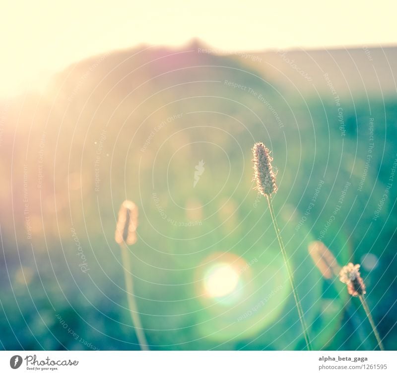 sonnentanz harmonisch Wohlgefühl Zufriedenheit Erholung Duft Natur Pflanze Sonne Sonnenaufgang Sonnenuntergang Sonnenlicht Frühling Sommer Schönes Wetter Gras