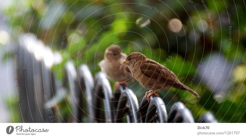 Großstadtspatzen im Gespräch Natur Sommer Sträucher Garten Park New York City Manhattan USA Stadt Zaun Gartenzaun Wege & Pfade Tier Wildtier Vogel Spatz