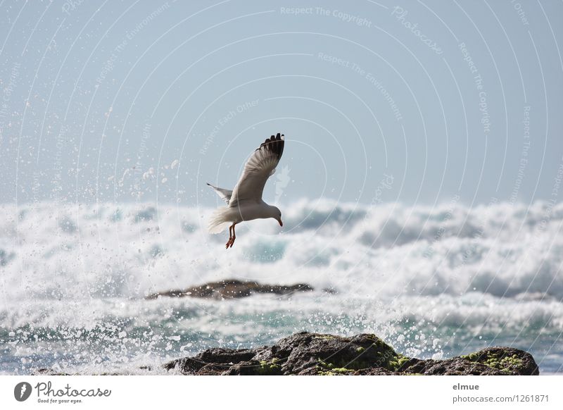 Morgendusche Natur Wasser Wolkenloser Himmel Schönes Wetter Felsen Wellen Küste Vogel Möwe 1 Tier Freiheit Flügel Bewegung fliegen elegant Flüssigkeit frisch