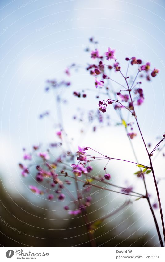 starke Tiefenschärfe Umwelt Natur Pflanze Wolkenloser Himmel Frühling Sommer Schönes Wetter Blume Garten Park Wiese Duft dünn elegant schön Stimmung Romantik