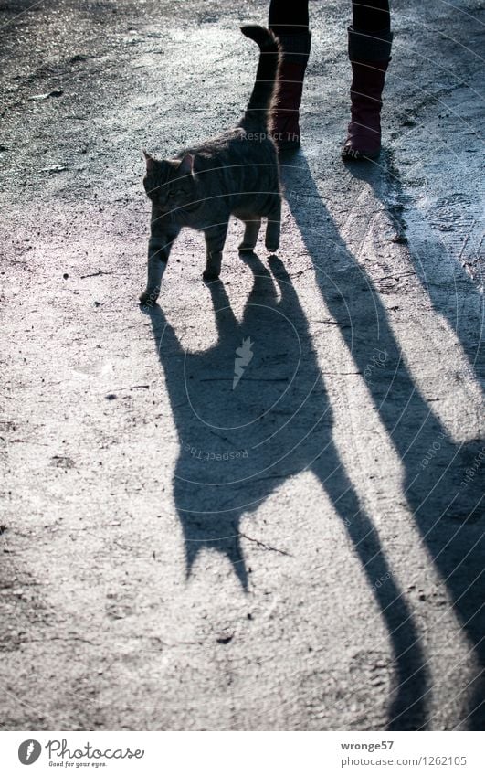 Schattenwesen Mensch feminin Frau Erwachsene 1 Tier Haustier Katze schwarzer Kater dick dunkel grau Hauskatze Gegenlicht Silhouette begegnen Farbfoto