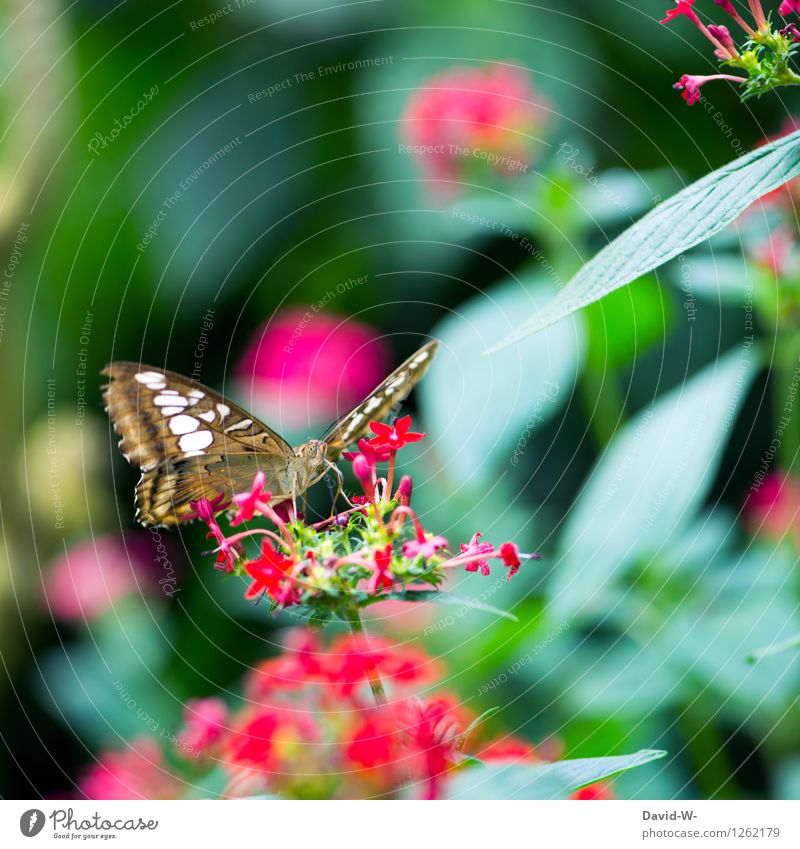 Sommerbote Umwelt Natur Pflanze Tier Sonnenlicht Frühling Schönes Wetter Blume Blatt Blüte Grünpflanze Garten Park Schmetterling Flügel Zoo 1 beobachten Blühend