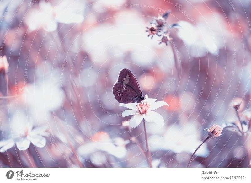 Speedorado | Lieblingsplatz Umwelt Natur Landschaft Pflanze Tier Frühling Sommer Schönes Wetter Nebel Blume Blüte Grünpflanze Wiese Schmetterling Flügel 1