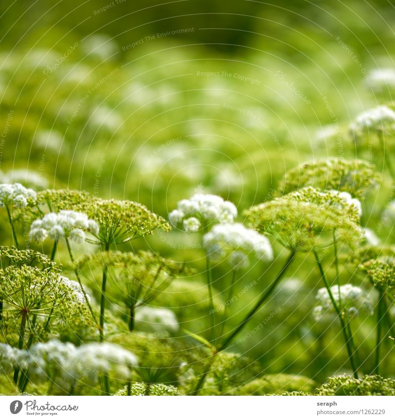 Apiaceae Kräuter & Gewürze Alternativmedizin Medikament Natur Pflanze Blume Blatt Blühend Idylle geblümt gedeihen Stauden organisch Blütenknospen Blütenkelch