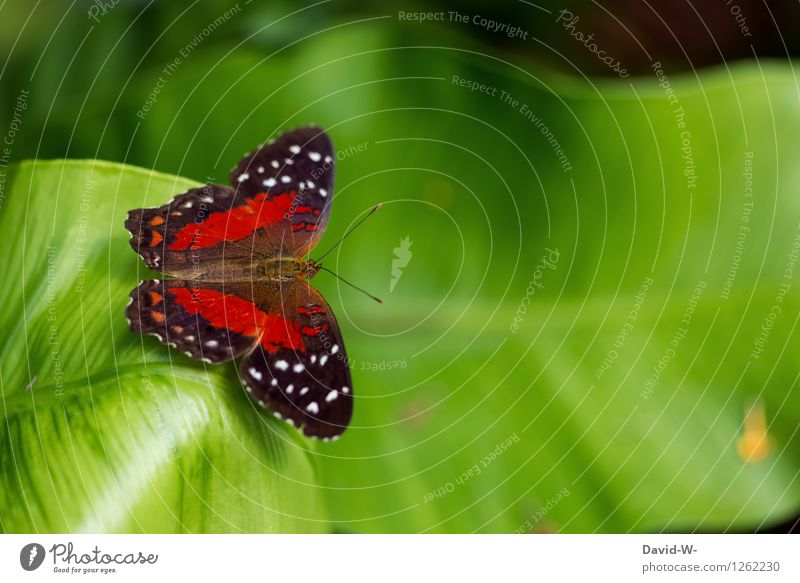 Schmetterling Umwelt Natur Pflanze Tier Frühling Sommer Blatt Grünpflanze Garten Park Wiese Nutztier 1 hocken Insekt Urwald Flügel rot grün schön leicht