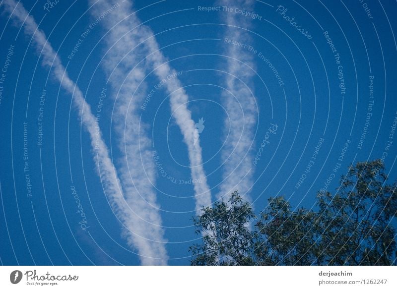 Himmels W, Kondensstreifen am blauen Himmel. Queensland. Australia. Freude harmonisch Sommer Wolkenloser Himmel Schönes Wetter Baum Park Australien Kleinstadt