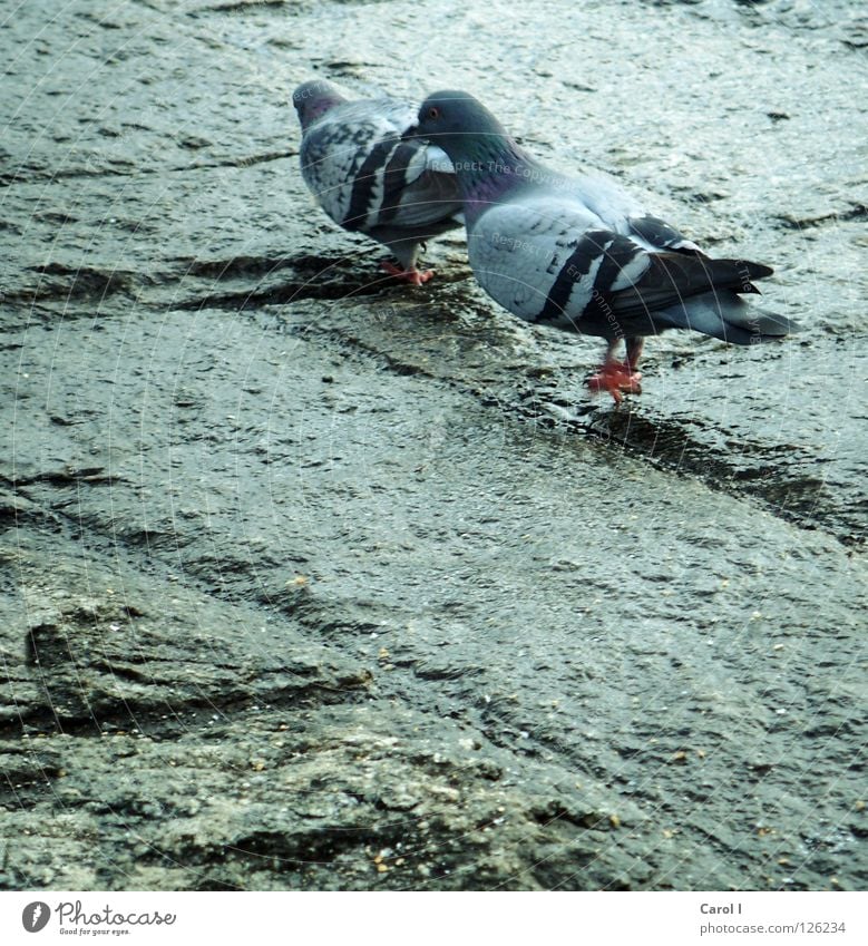 romantischer Spaziergang!!! Taube Brunft Vogel Feder Muster Ehe nass fliegen See Romantik aufdringlich Zusammensein Schweiz Liebe Frieden laufen blau Bodenbelag