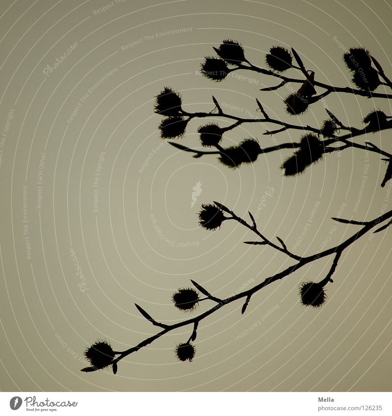 Buchen sollst du suchen Umwelt Natur Pflanze Himmel Baum Buchecker Ast Zweige u. Äste hängen Wachstum dunkel nachhaltig natürlich trist grau trüb Farbfoto