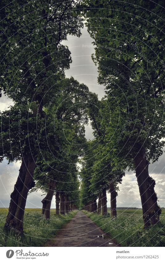 Pommernallee Natur Landschaft Pflanze Himmel Wolken Horizont Wetter schlechtes Wetter Baum Gras Feld braun grau grün Allee geradeaus Farbfoto Gedeckte Farben