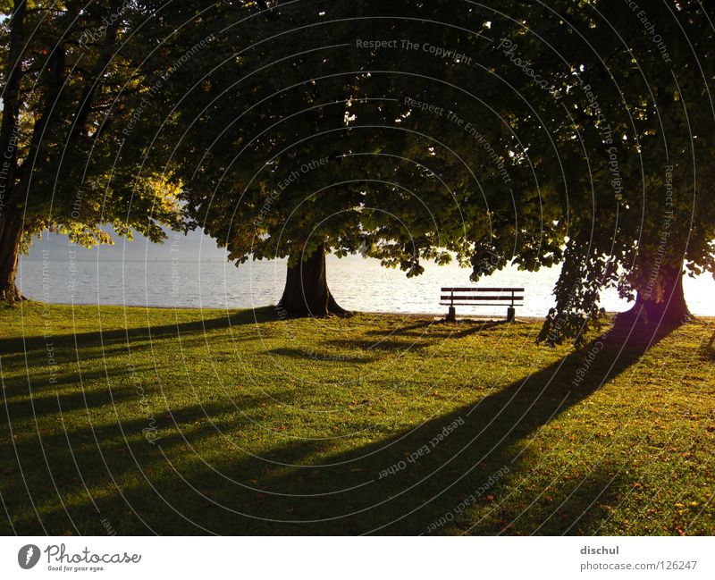 Sonnenuntergang am Bodensee Parkbank Baum Wiese grün ruhig Erholung Romantik lange schatten Wasser