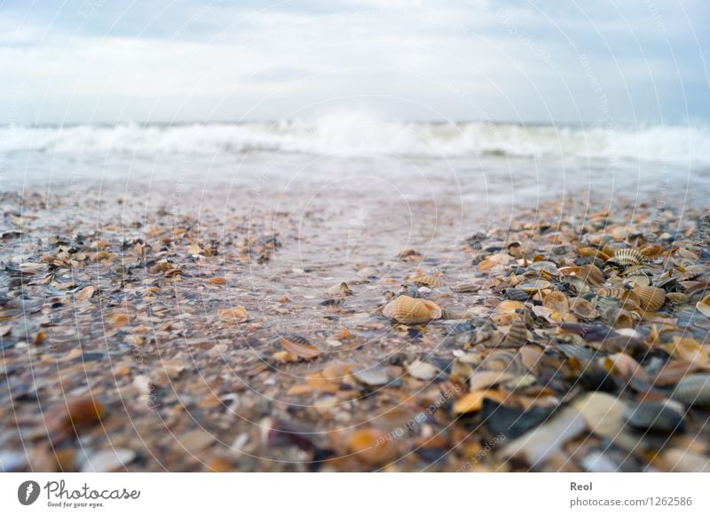 Brandung Natur Landschaft Urelemente Sand Wasser Himmel Wolken Sommer schlechtes Wetter Muschel Muschelsplitter Muschelschale Muschelsand Wellen Küste Strand