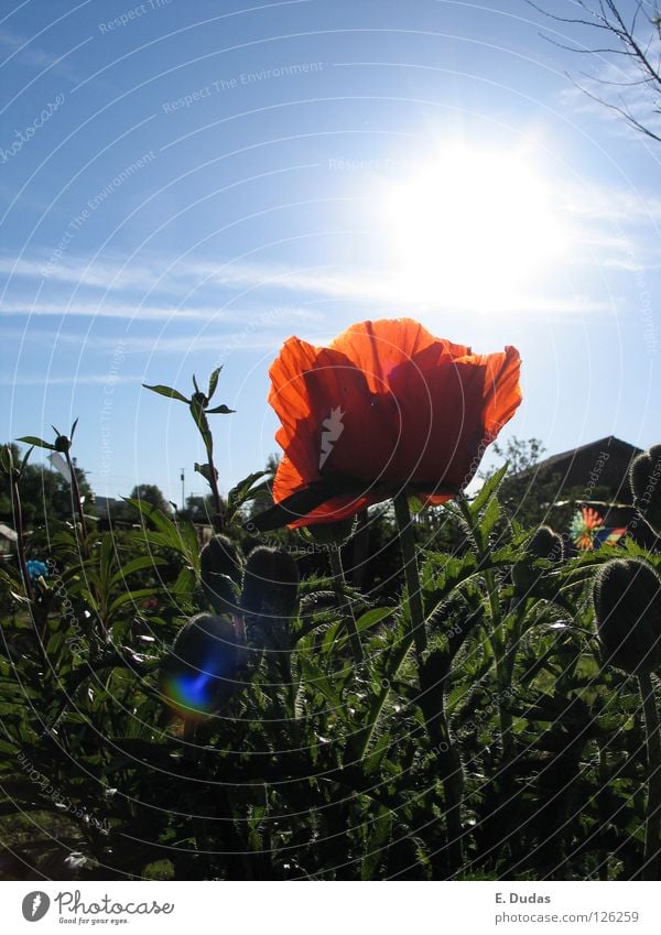 Pipatsch Wiese Mohn Gras Sonnenuntergang Sommer Frühling grün rot traumhaft schön Spielen Blume Park Himmel blau Pflanze Idyle