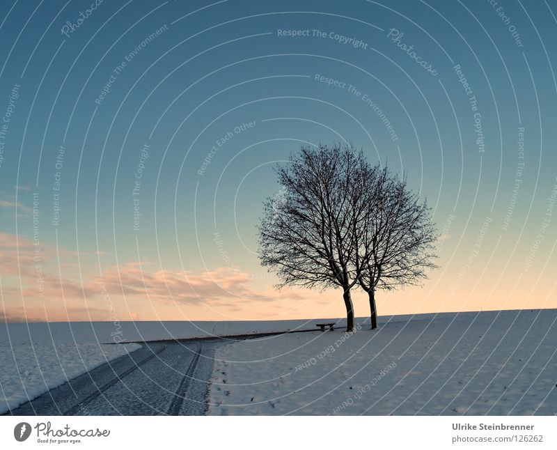 Alleinstehendes Baumpaar im Winter am Morgen Schnee Himmel Wolken Eis Frost Wiese Feld Straße Wege & Pfade Zusammensein kalt blau rosa weiß