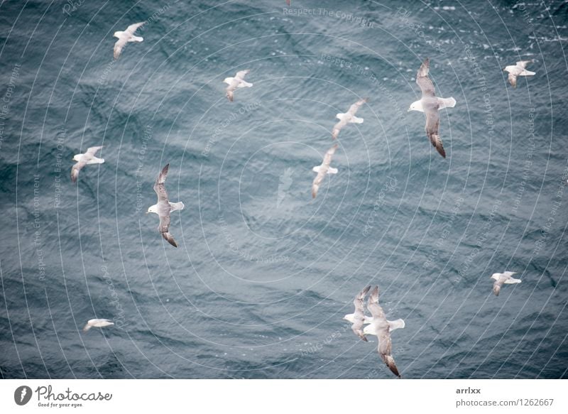 Nördlicher Eissturmvogel, der über Wasser fliegt Meer Umwelt Natur Tier Himmel Vogel Flügel 4 Tiergruppe fliegen grau weiß nördlich Segelfliegen