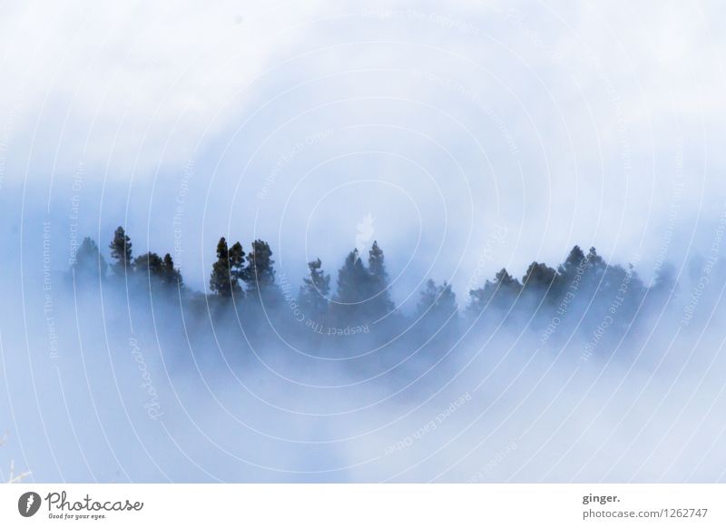 Kuschelwolken I Umwelt Natur Landschaft Himmel Wolken Frühling Wetter Pflanze Baum Berge u. Gebirge Wachstum weiß blau grün Baumkrone hervorragend diffus wabern