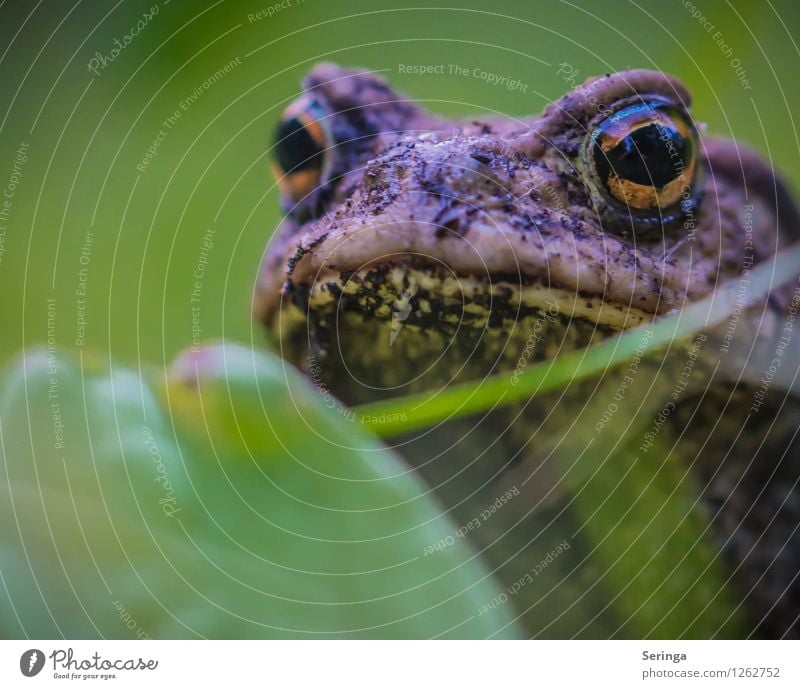 Froschperspektive ( Erdkröte ) Natur Landschaft Pflanze Garten Park Wiese Wald Tier Aquarium 1 Schwimmen & Baden springen Makroaufnahme Nahaufnahme Farbfoto