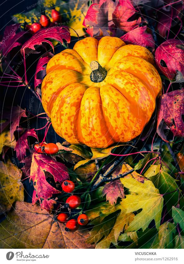 Kürbis auf Herbslaub Gemüse Stil Design Garten Feste & Feiern Erntedankfest Halloween Natur Herbst Pflanze gelb Tradition Hintergrundbild Kürbiszeit Blatt