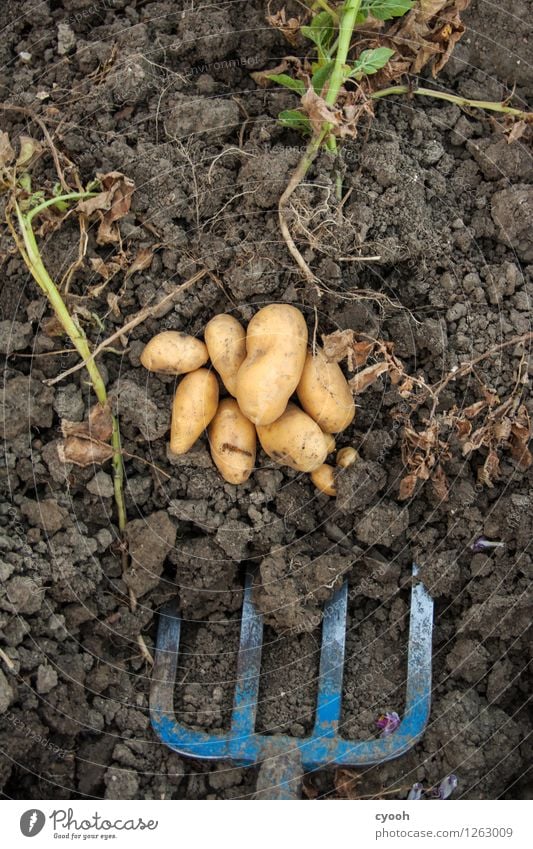 back to the roots III Nutzpflanze Garten Feld Arbeit & Erwerbstätigkeit Wachstum Glück Zufriedenheit Lebensfreude Erfolg geduldig fleißig Ausdauer anstrengen