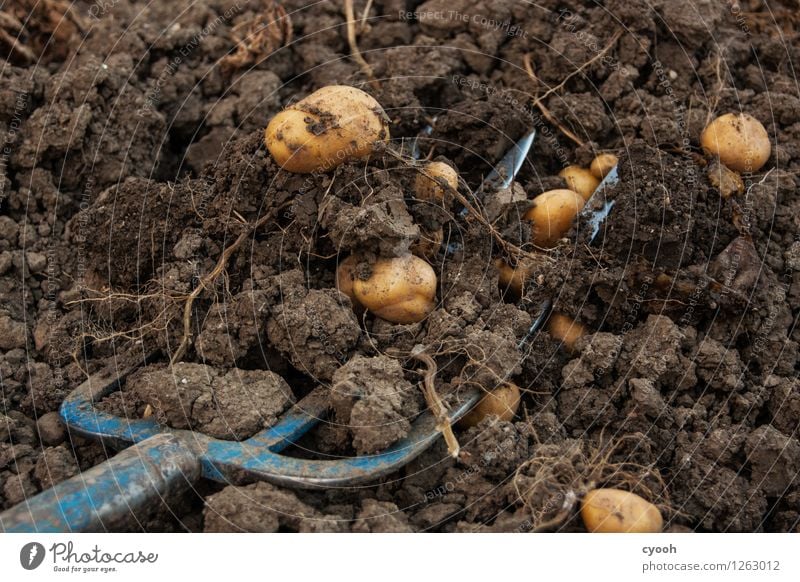 back to the roots I Gemüse Bioprodukte Nutzpflanze Garten Feld Arbeit & Erwerbstätigkeit Wachstum lecker Zufriedenheit Lebensfreude Vorfreude Erfolg Kraft