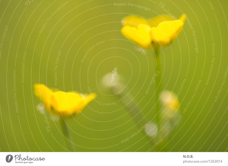 Flowering Pflanze Sommer Blume Gras Blüte Wildpflanze Wachstum frei hell klein Leben Glück nachhaltig Natur Farbfoto Außenaufnahme Nahaufnahme Menschenleer