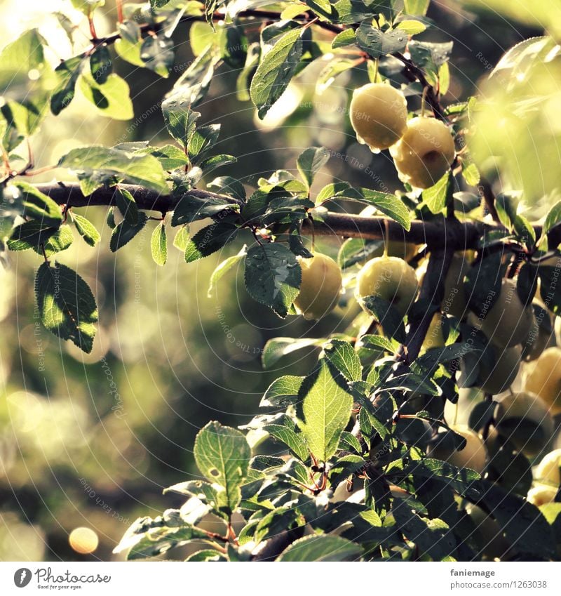 Mirabellen Umwelt Natur Sommer Baum frisch Gesundheit Obstbaum Fallobst grün hellgrün dunkelgrün gelb Unschärfe Ast Zweig Obstgarten sommerlich Morgen