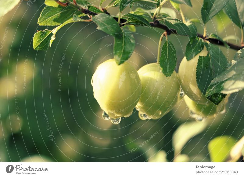 Tautropfen Umwelt Natur Wasser Wassertropfen Sonne Sommer Schönes Wetter Blatt frisch Gesundheit glänzend Mirabelle Obstbaum Fallobst Obstgarten Garten pflücken