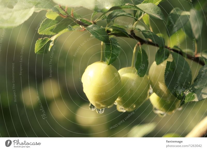 Tautropfen II Umwelt Natur Wassertropfen Sommer frisch Gesundheit Gesunde Ernährung Obstgarten Obstbaum Frucht Fallobst Mirabelle grün gelb hellgrün dunkelgrün