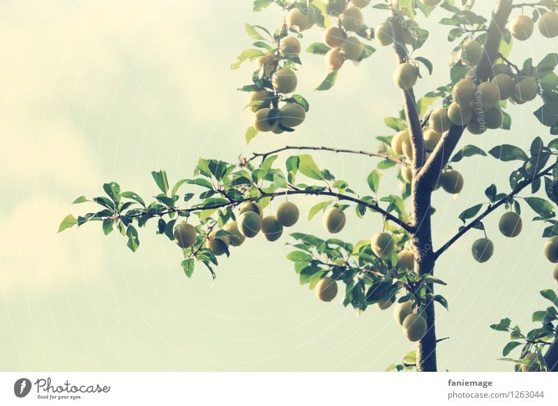 Früchtchen Umwelt Natur Himmel Sommer Baum frisch Gesundheit Mirabelle Zweig Ast Zweige u. Äste sommerlich Garten Außenaufnahme Obstgarten Obstbaum Frucht gelb