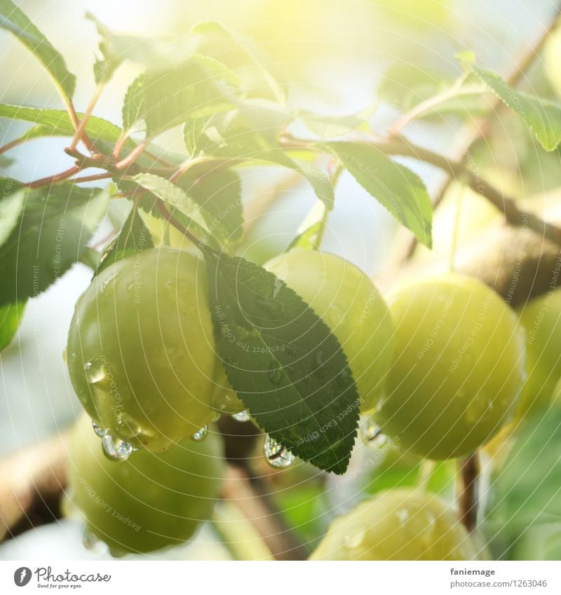 Morgens im Obstgarten Umwelt Natur Sommer Blatt frisch Gesundheit Mirabelle grün Frucht Fallobst hellgrün Tau Tropfen Wassertropfen Frische kalt Wärme