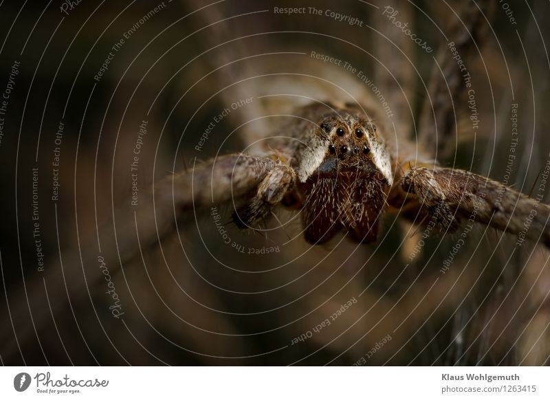 Du entgehst mir nicht... Umwelt Natur Tier Sommer Garten Park Wiese Wald Spinne Listspinne 1 beobachten Blick warten gruselig braun weiß Mandibel Auge Farbfoto