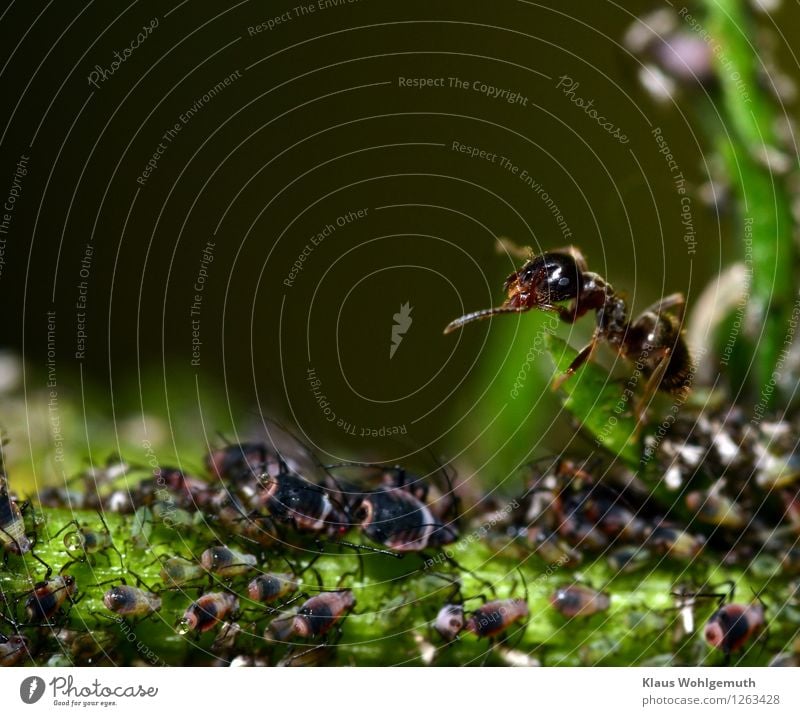 Exodus Umwelt Natur Tier Sommer Pflanze Grünpflanze Garten Park Wald Wildtier Ameise Blattläuse 1 Tiergruppe Herde Tierjunges Tierfamilie beobachten Fressen