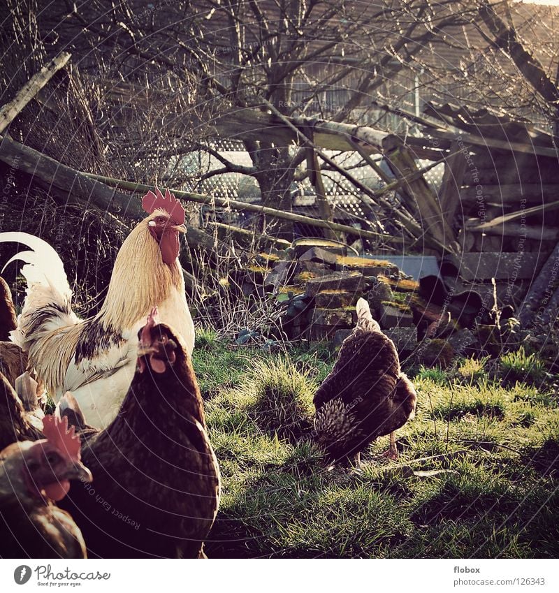 Siehst Du das Licht? bezaubernd Bauernhof Landwirtschaft Haushuhn Hahn Tier Nutztier Käfig gefangen Luft ökologisch auslaufen Gehege Dorf Vogel ländlich Feder