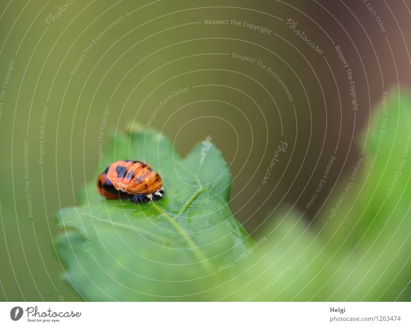 fast fertig... Tier Käfer Marienkäfer Entwicklung 1 Tierjunges Wachstum authentisch außergewöhnlich einzigartig klein natürlich grün orange schwarz ruhig Beginn