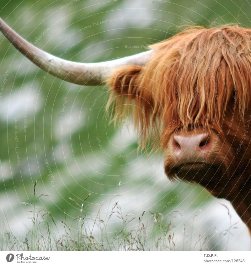 Frischfleisch Schottisches Hochlandrind Kuh Fell Wiese Kanton Graubünden Fressen Gras Rind muhen Vieh Haare & Frisuren Schweiz Säugetier Horn Natur