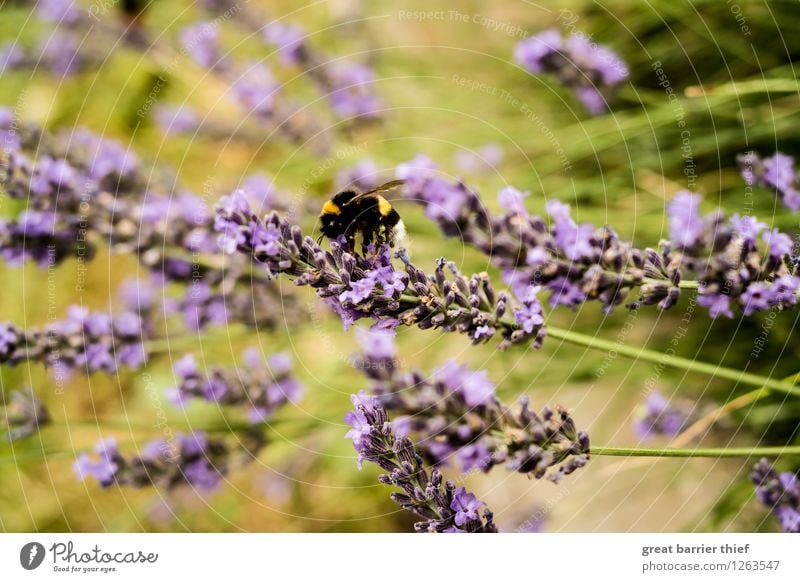 Hummel Szene Umwelt Natur Landschaft Pflanze Sommer Schönes Wetter Grünpflanze Garten Wiese Tier Biene 1 Arbeit & Erwerbstätigkeit mehrfarbig gelb gold grün