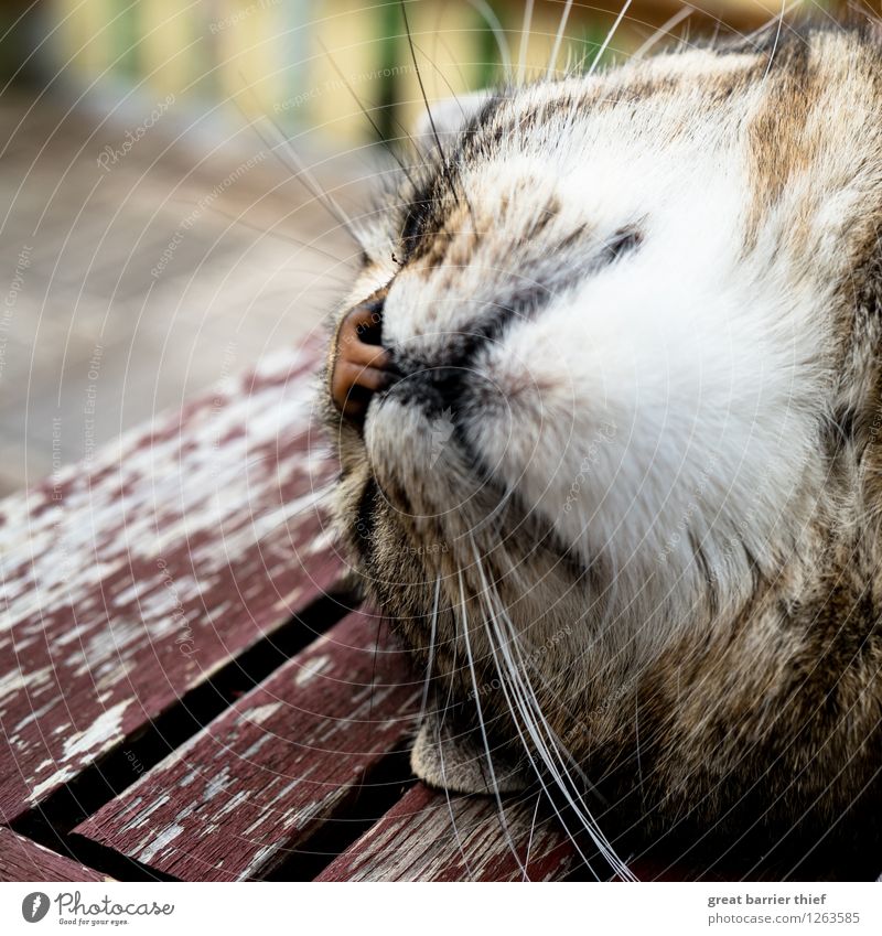 Flauschige Entspannung Tier Haustier Katze Fell 1 Erholung liegen schlafen braun gelb weiß friedlich Gelassenheit Trägheit bequem Holz Balkon mehrfarbig