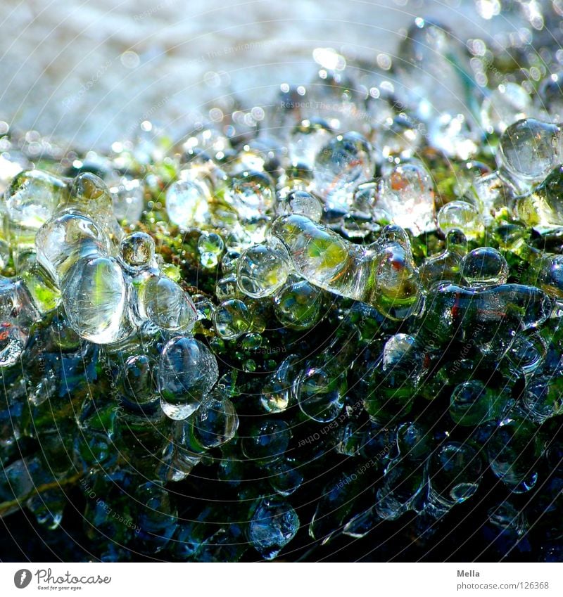 Frühlingseis II Umwelt Natur Pflanze Winter Eis Frost Gras Tropfen frisch kalt nachhaltig natürlich rund rein gefroren Farbfoto Außenaufnahme Menschenleer Tag