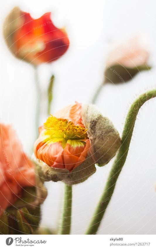 Blütenpracht Mohn zerbrechlich Mohnblume Blütenblatt Natur Blattgrün zart Wachstum Frühling Pflanze Blume Garten eingepackt Schlafmohn verpackt entfalten