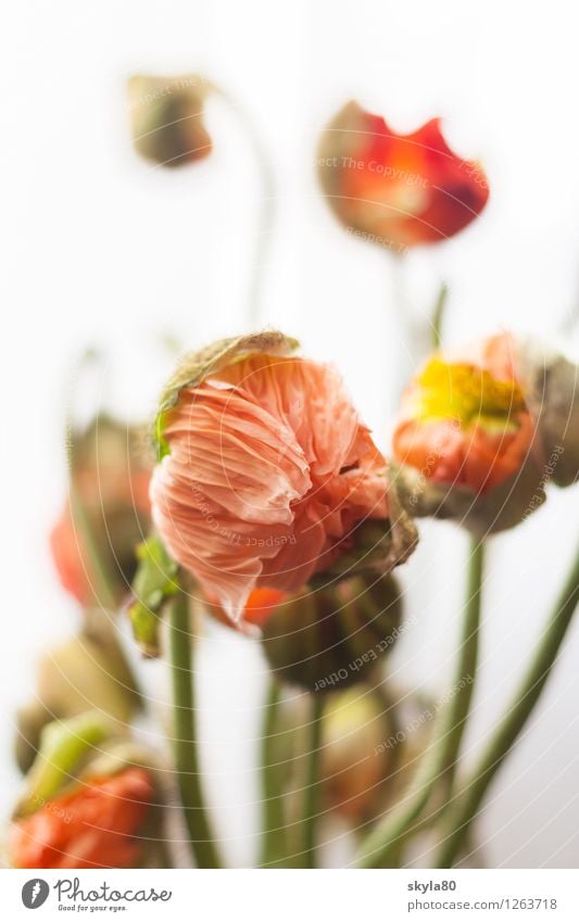 Blumenbunt Mohn Mohnblume zerbrechlich zart Blattgrün Natur Pflanze Frühling entfalten Wachstum verpackt Schlafmohn Klatschmohn Mohnblüte Umwelt Blütenblätter