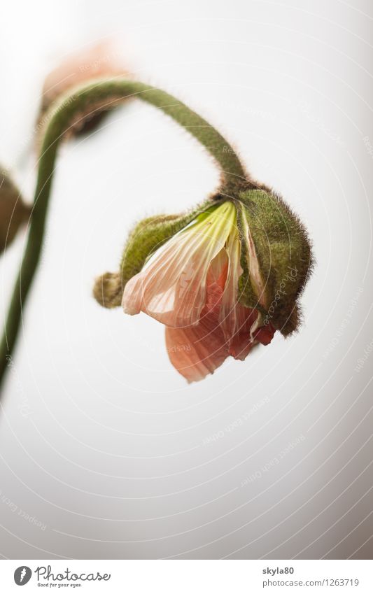 Zartrosa Mohn Mohnblume zerbrechlich zart Blütenblatt Natur Blattgrün Blume Frühling Wachstum Garten Pflanze verpackt entfalten eingepackt Schlafmohn Mohnblüte