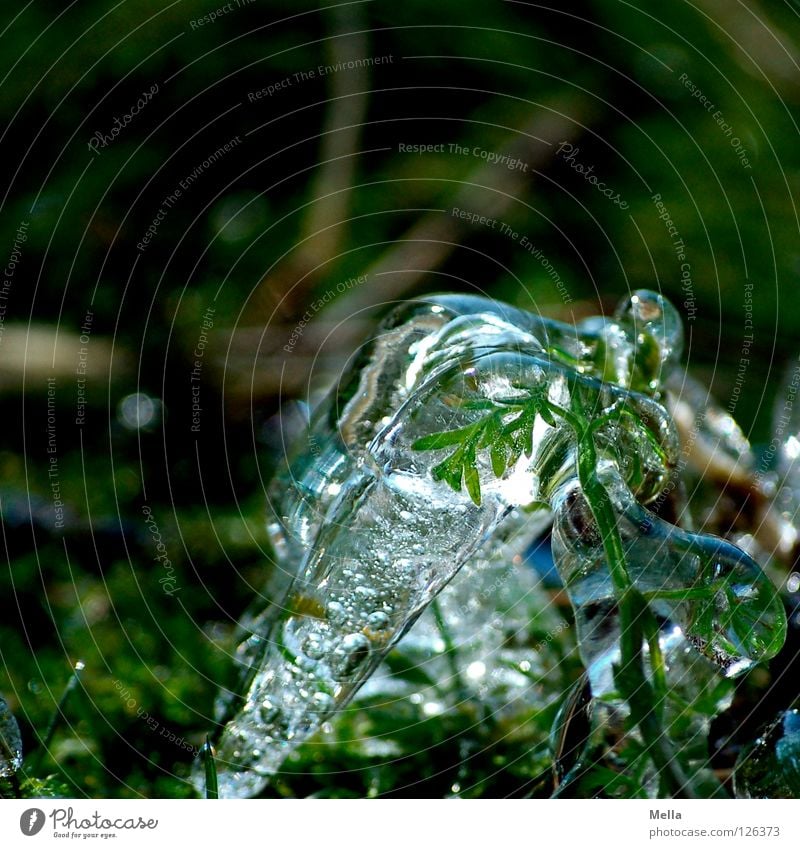 Frühlingseis IV Umwelt Natur Pflanze Winter Eis Frost Gras Wachstum frisch kalt nachhaltig nass grün rein gefroren Farbfoto Außenaufnahme Menschenleer Tag