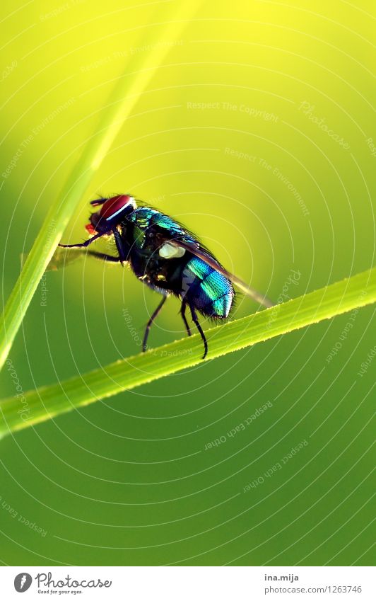 Goldfliege II Umwelt Natur Sommer Gras Tier Wildtier Fliege Käfer Flügel 1 glänzend krabbeln sportlich klein blau gelb grün Halm Insekt Klettern Fliegenfalle